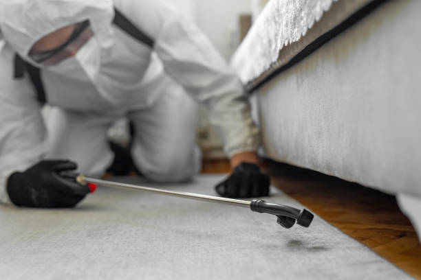 Professional Bed Bug Control technician working in Methuen Town, MA